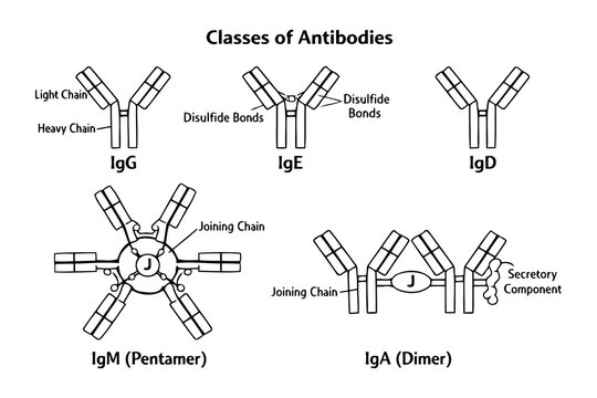 A scientific diagram illustrating the five different structural classes of human antibodies igg Vector