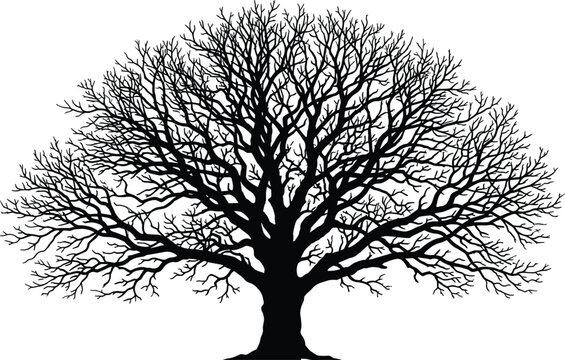Silhouette of large leafless tree with intricate branches, vector illustration of natural design element, flat vector illustration