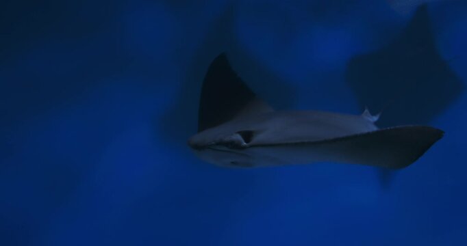Swim Stingray Close-up View In Blue Light. Golden Cownose Ray Or Pacific Cownose Ray. Rhinoptera Steindachneri Sea Rays. Ocean Animal, Aquatic Life. Diverse Underwater World