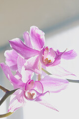 Vibrant purple phalaenopsis orchid with natural window light and backlit translucent petals