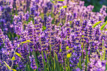 Obraz premium Lush lavender bushes covered with vibrant purple blooming flowers growing in a sunny summer garden or meadow background. Aromatic medicinal herb, herbal therapy, cosmetics, and natural wellness