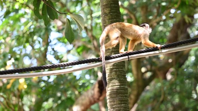 Agile squirrel monkey walking on a rope in the jungle