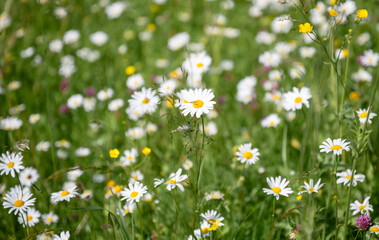 White daisy flower in green meadow summer wildflower field natural background with soft bokeh and...