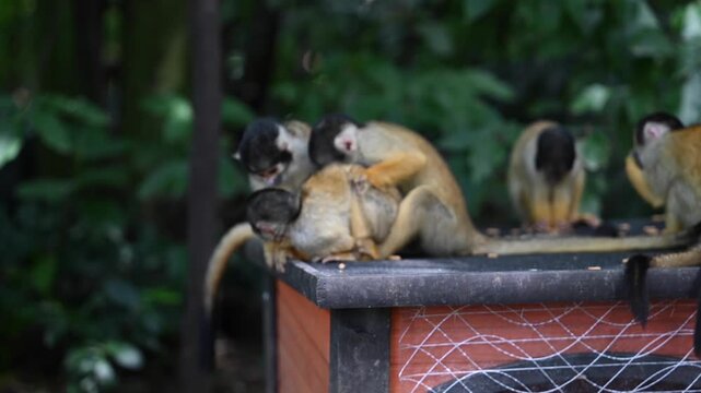 Black-capped squirrel monkeys playing on a feeder