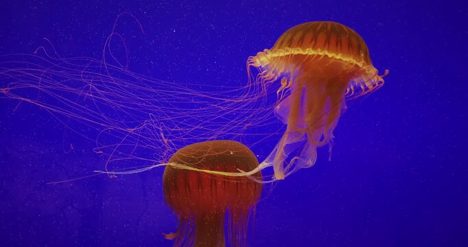 Two Jellyfish Swim On Blue Background. Japanese Sea Nettle Or Chrysaora Pacifica In Family Pelagiidae. Dangerous Jellyfish To Humans. Mesmerizing Swimming Of Jellyfish. Ocean Animal