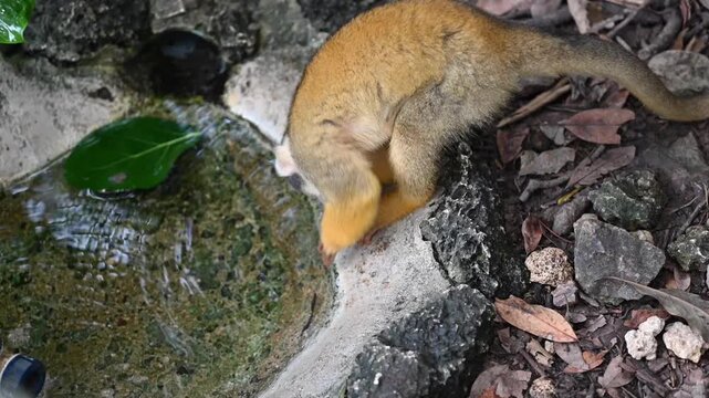 Squirrel monkey drinking water from a pond