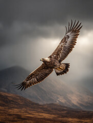 Fototapeta premium Golden eagle soaring through dramatic storm clouds, wildlife photography, side view