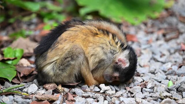 Little monkey sleeping soundly on the gravel ground