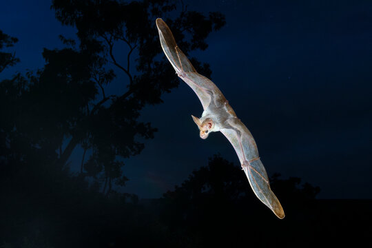 Ghost bat (Macroderma gigas) in flight along the edge of a high escarpment shortly before sunrise, Adelaide River Hills, Northern Territory, Australia. 