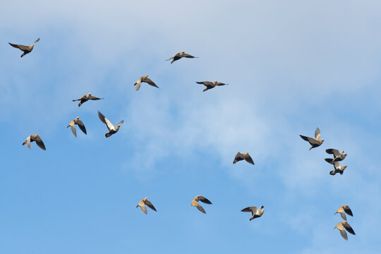 Black-bellied sandgrouse (Pterocles orientalis) flock flying overhead, Jandia Natural Park, Fuerteventura, Canary Islands. November. 
