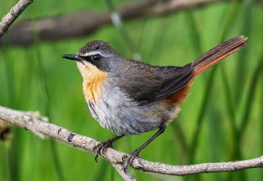 Cape robin-chat (Dessonornis caffer) perched on a branch, Kirstenbosch Botanical Gardens, Cape Town, South Africa. 