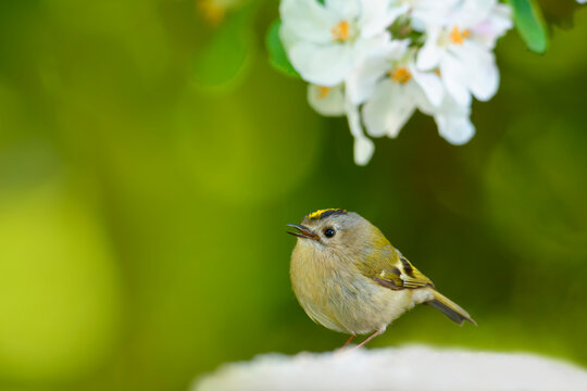 Goldcrest (Regulus regulus) male perched on branch displaying in a garden, South Wales, UK. April. 
