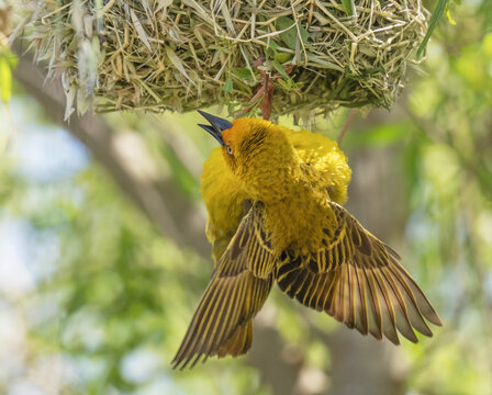 Cape weaver (Ploceus capensis) male displaying by calling, fluttering wings and hanging down from its nest, Tide Cottage, Malgas, Cape Province, South Africa. 