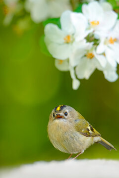 Goldcrest (Regulus regulus) male perched on branch displaying in a garden, South Wales, UK. April. 