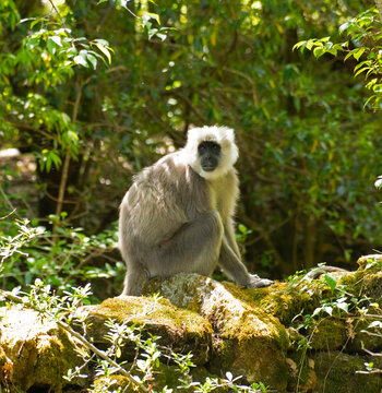 Himalayan langur (Semnopithecus schistaceus) sitting on rocks in forest, Munsiyari, Uttarakhand, India. 