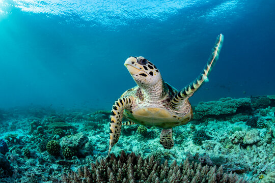 Hawksbill sea turtle ( Eretmochelys imbricata) swimming over a pristine coral reef off D'Arros Island, Seychelles, Indian Ocean. Critically endangered. 