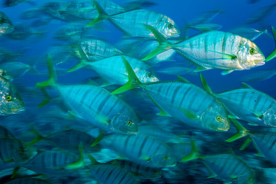 School of Golden trevally (Gnathanodon speciosus) on a deep reef near D'Arros Island, Seychelles, Indian Ocean. 