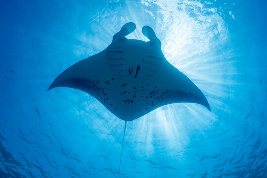 Reef manta ray (Mobula alfredi) backlit by sun rays, off D'Arros Island, Seychelles, Indian Ocean. 
