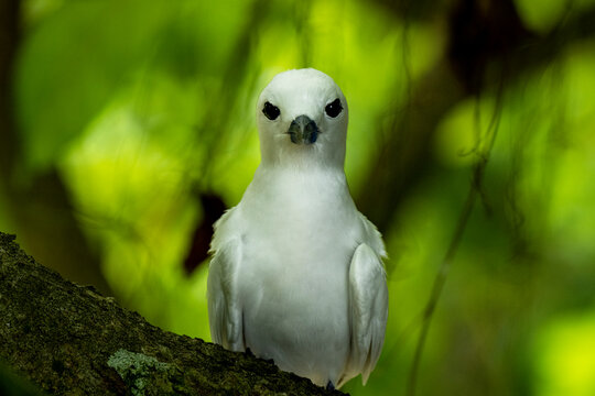 Fairy tern (Gygis alba) perched on a branch, D'Arros Island, Seychelles. 
