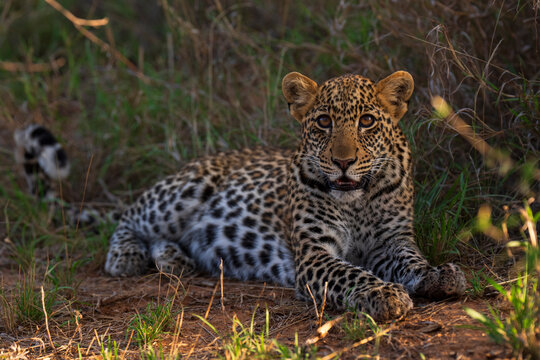 African leopard (Panthera pardus) cub, aged 9 months, resting, Laikipia, Kenya. 