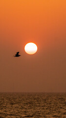 A silhouette of a bird gracefully flying near the horizon as a vibrant sun sets over a calm ocean, capturing a moment of tranquility and beauty in nature. © Aperezer