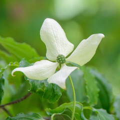 Cornus kousa Detail Blüte