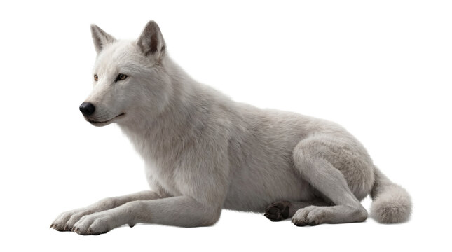 A majestic arctic white wolf lying peacefully, exuding calm and power, isolated on a transparent background.