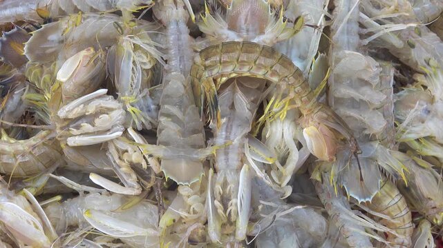 Shrimp mantis like Odontodactylus scyllarus from Stomatopoda is archaic carnivorous marine crustaceans. Vietnam, South China Sea. Mariscos on wet market