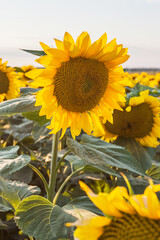 Sunflower close up in field with yellow petals and brown seed head