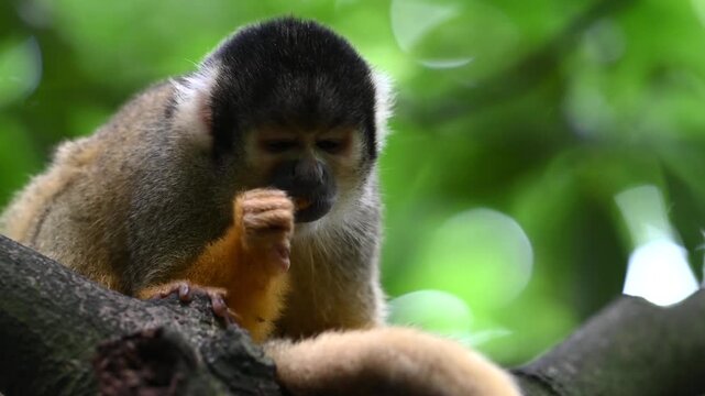 Little squirrel monkey eating on tree branch