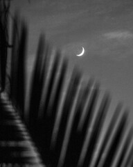 Minimalist night scene with a glowing crescent moon in the sky framed by blurred, silhouetted palm leaves, creating a moody, dreamy and atmospheric composition. © Aperezer