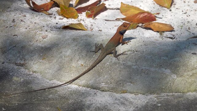 bloodsucker (Garden Lizard, Calotes sp, male winter color) from the evergreen rainforest of Vietnam