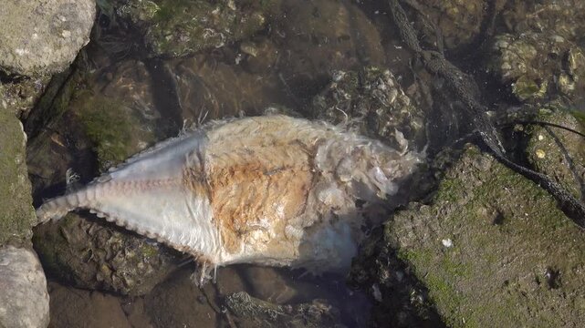 Dead flounder on the shore of the South China Sea