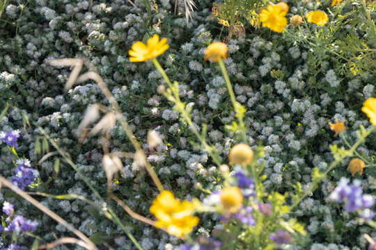 Tiny white and yellow wildflowers blooming together in a dense green meadow. Paronychia argentea (silver nailroot) blooming on the Mediterranean coast of Israel near the sea