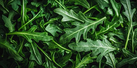 Fototapeta premium Fresh Arugula Delight Vibrant Green Leaves with Dew Drops in Culinary Background, Crispy Texture