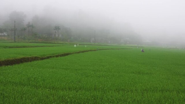 Rice fields in the fog. Rainy season in Vietnam. Year-round rice planting, two to three harvests per year