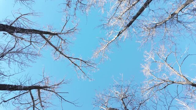 Upward view of leafless tree branches spreading across a bright blue sky, creating a simple winter composition with clean natural contrast.