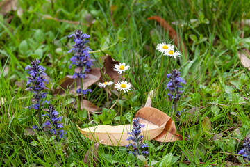 Wild blue bugleweed and white daisy flowers blooming in fresh green grass. Natural spring floral background with Ajuga reptans and Bellis perennis on meadow. Black Sea Coast, Caucasus. © Vlad Rakin