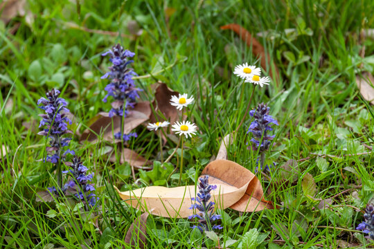 Wild blue bugleweed and white daisy flowers blooming in fresh green grass. Natural spring floral background with Ajuga reptans and Bellis perennis on meadow. Black Sea Coast, Caucasus.