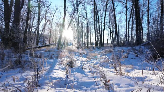 Wide winter scene of a snowy forest clearing with low sunlight passing through leafless trees and frosted grasses on the ground.