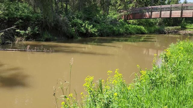 High Water Over Beaver Dam Water, Pan from Still Water to Rushing Spring Runoff. Side view pan moving from calm water behind a beaver dam to the dam structure and finally to rushing downstream flow.