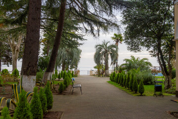 Fototapeta premium Paved alley in seaside park with varied green trees and palm plants leading to Black Sea. View of coastal garden with bench and balustrade. Gagra, Abkhazia, Caucasus.