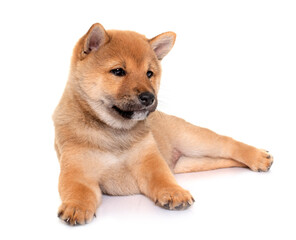 Fototapeta premium puppy shiba inu