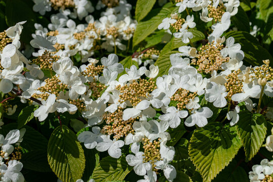 Guelder rose (Viburnum opulus) flower heads closeup with lush leaves background