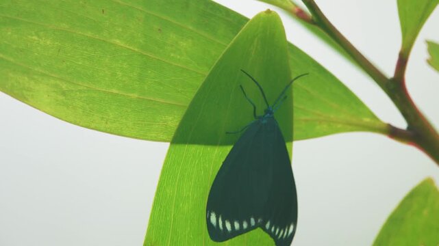 Black Moth vlinder Cyclosia panthona in Vietnam humid tropical forests oduring the monsoon season. China,, Hong Kong, India, Sri Lanka, and Myanmar breeding area It was known