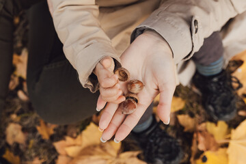 Small child exploring acorns held in a mother's open palm. © Olga