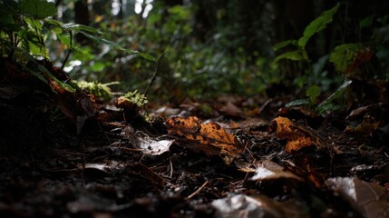 Obraz premium Forest floor scene with scattered dried leaves twigs and muddy earth clumps in autumnal setting