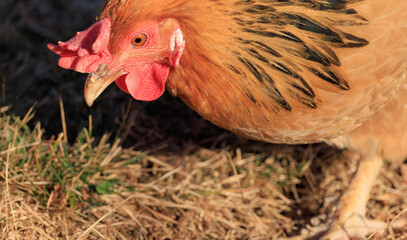 Backyard Egg Laying Chicken Portrait Sustainable Farming Homesteading © EdgeofReason