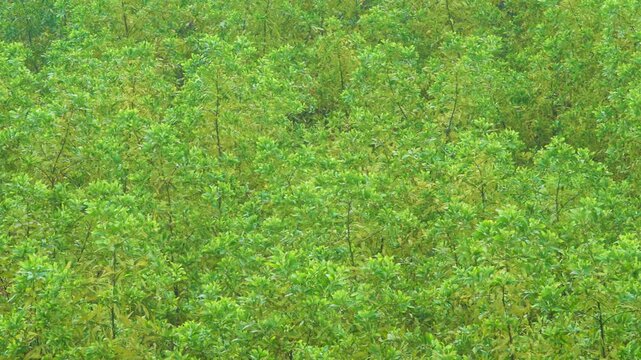 The smooth, pleasant-looking greenery of young growth of trees. Monsoon season in the tropical forest in Vietnam. Camera wiring