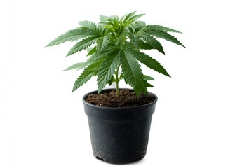 Fototapeta premium Cannabis seedling plant growing in a pot